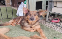 German Shepherd dogs for sale: German shepherd pups  - Image 9