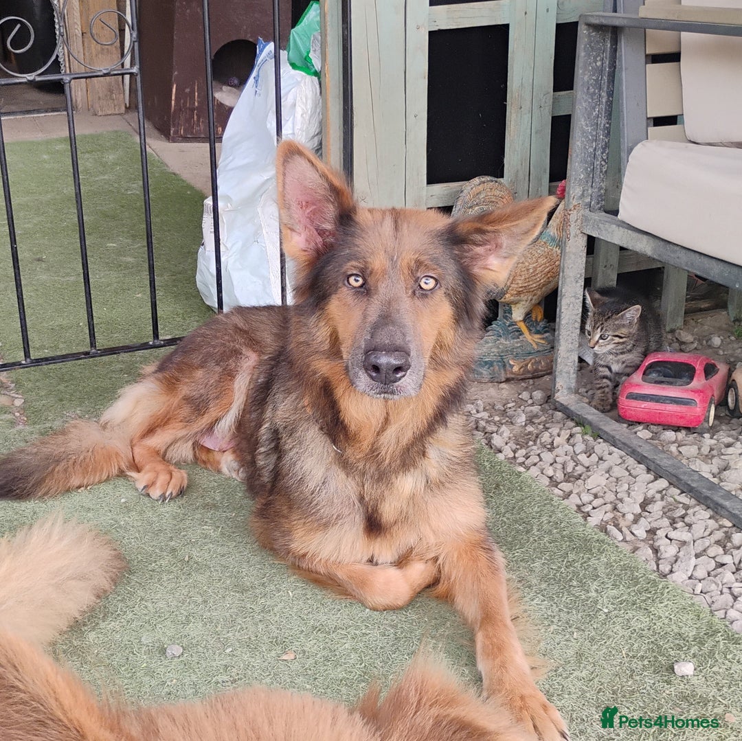 German Shepherd dogs for sale: German shepherd pups  - Image 9