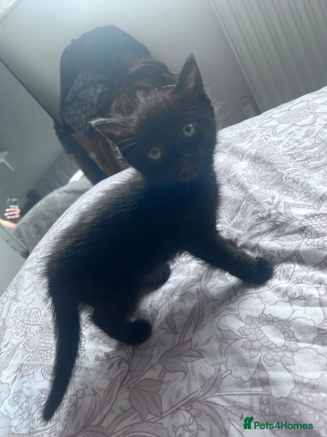 Mixed Breed cats for sale: 2 beautiful kittens in London - Advert 2