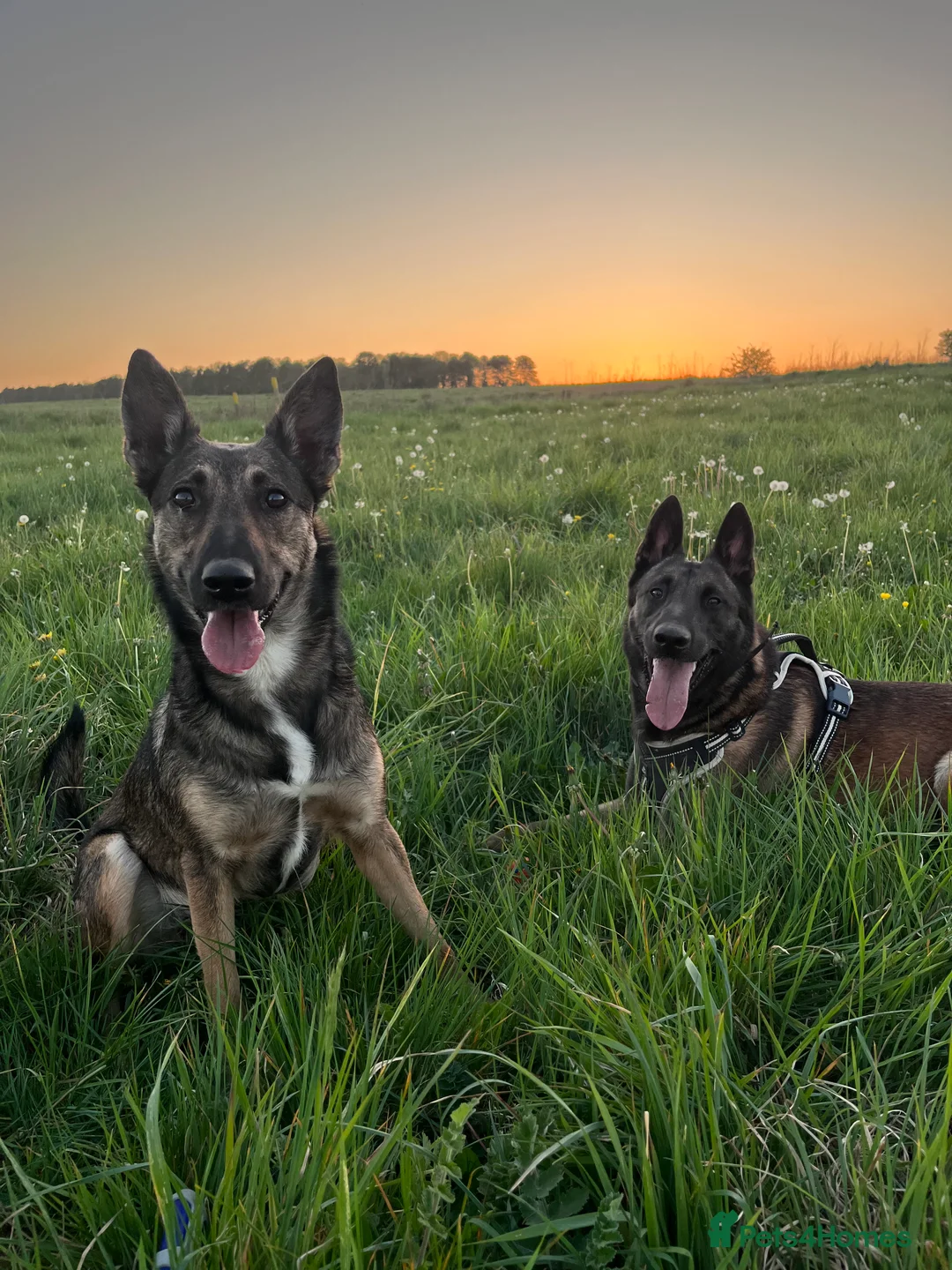 Belgian Shepherd Dog dogs for sale: Nelly the Mali - Advert 5