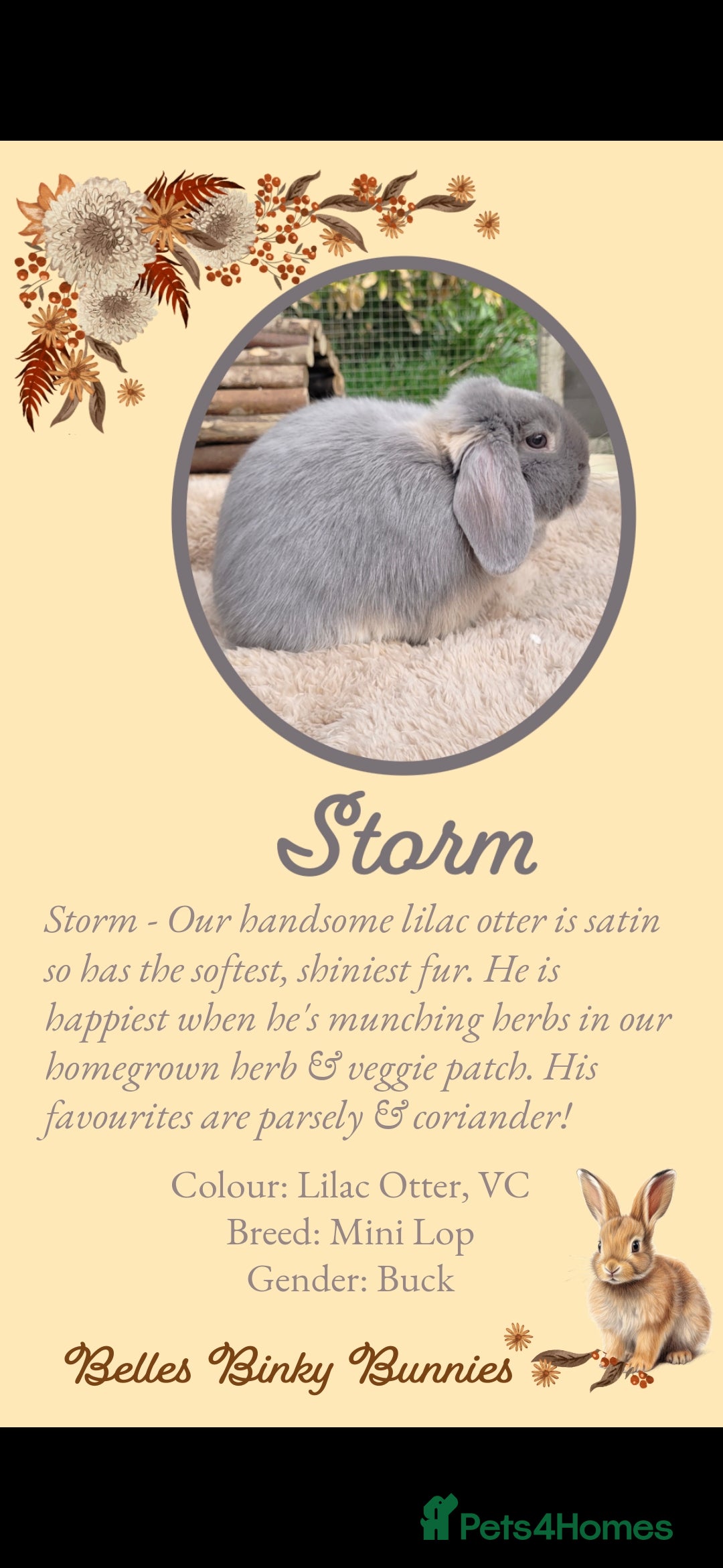 Mini Lop rabbits for sale: 🧡 SOLD 🧡 Baby Mini Lop 🧡 - Advert 11