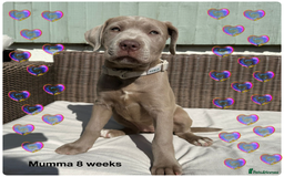 Mastiff dogs for sale: Neapolitan Mix - Image 4