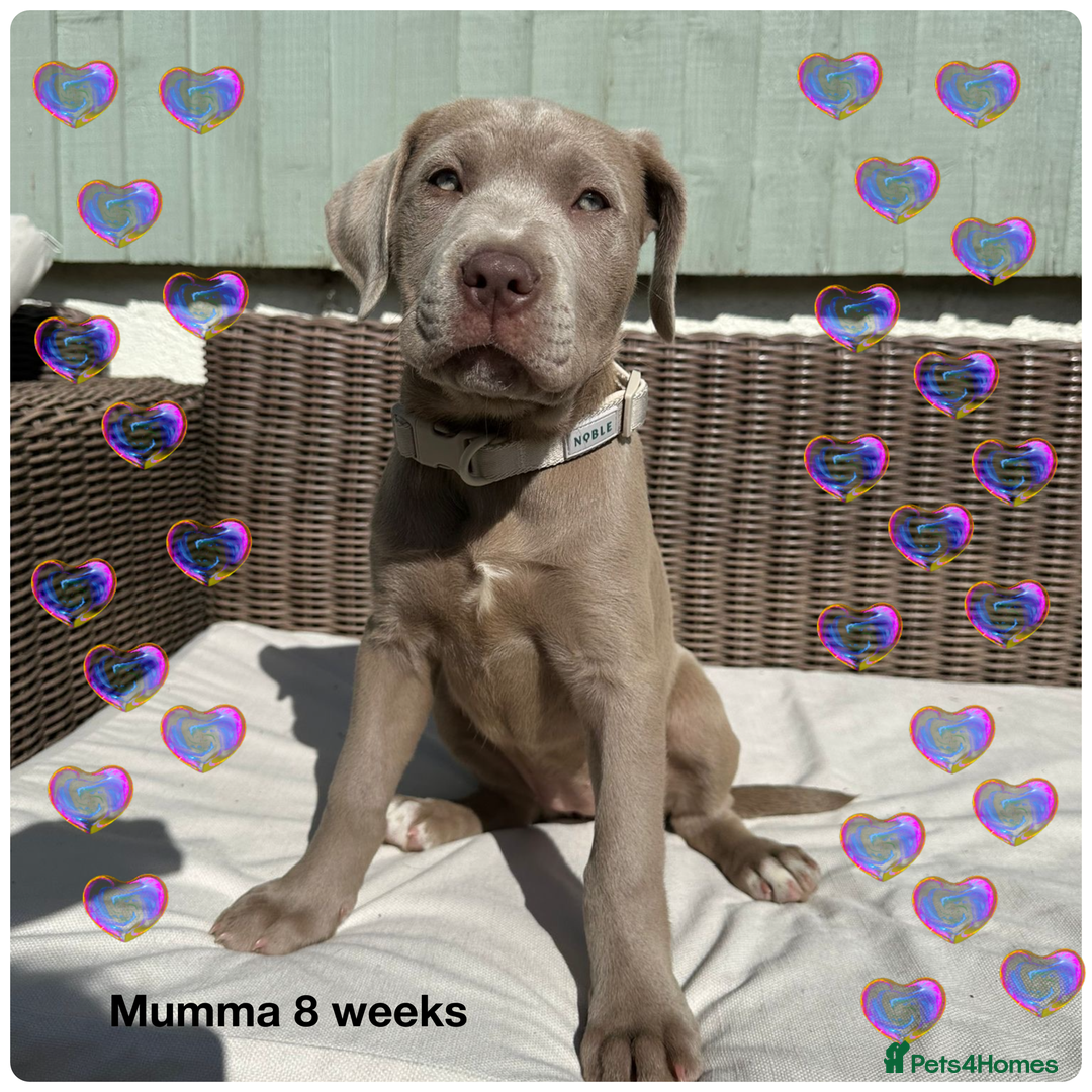 Mastiff dogs for sale: Neapolitan Mix - Image 4