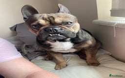 French Bulldog dogs for stud: Stud  - Image 7