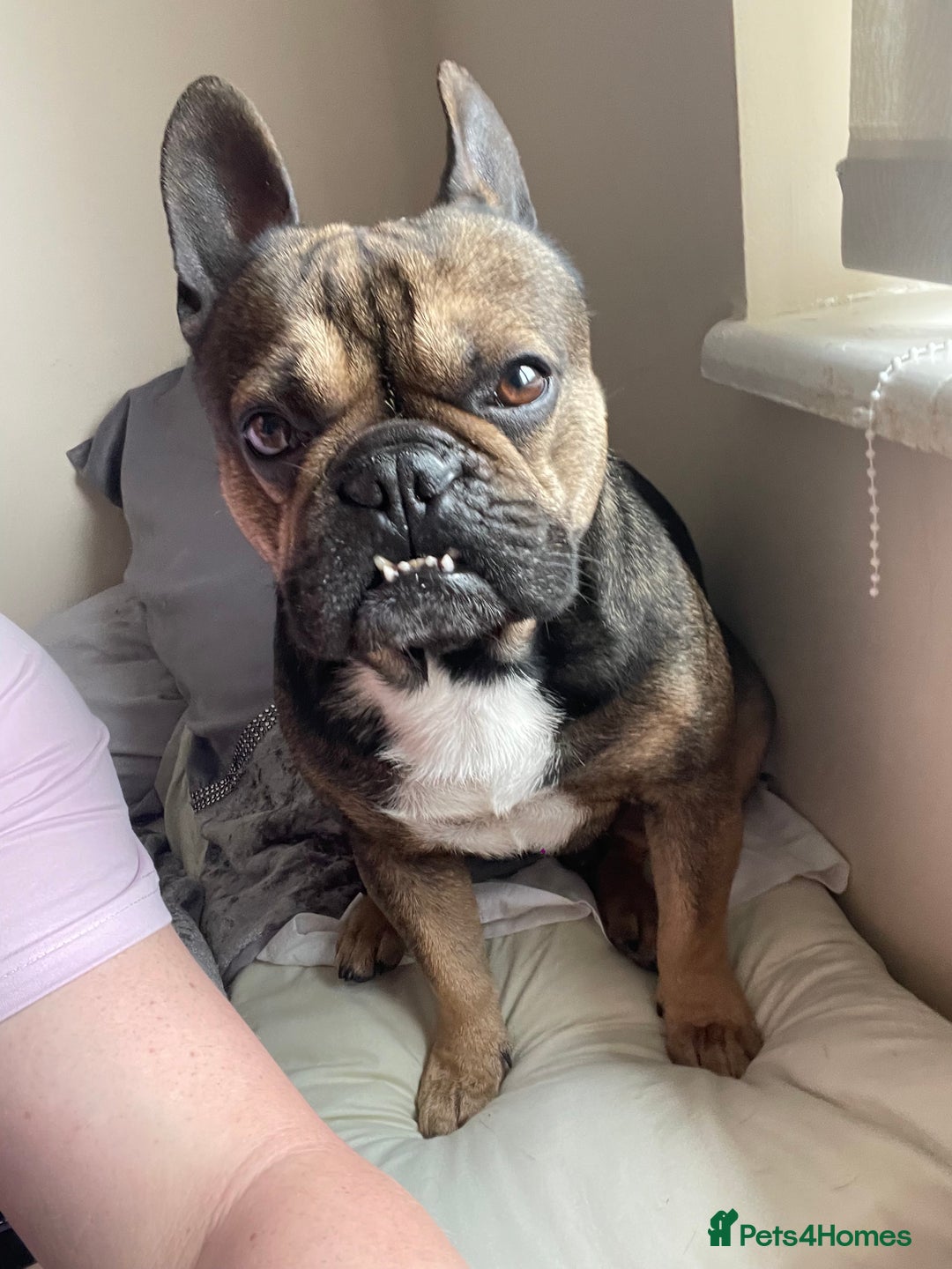 French Bulldog dogs for stud: Stud  - Image 7