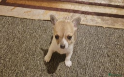 Chihuahua dogs for sale: Small chihuahua puppies  - Advert 12