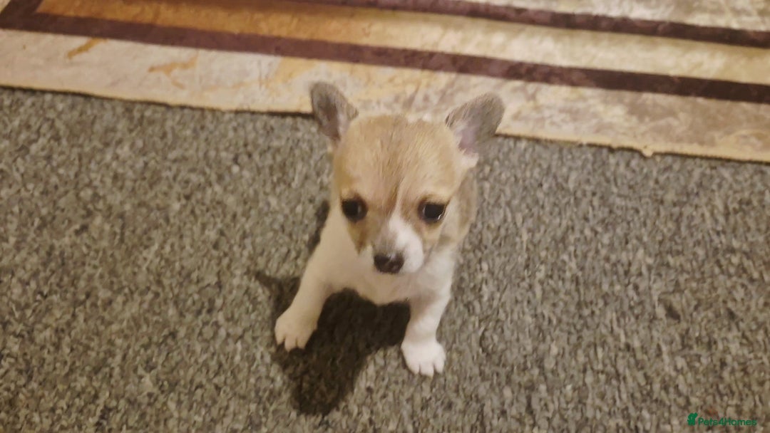 Chihuahua dogs for sale: Small chihuahua puppies  - Advert 12