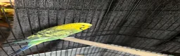 Budgerigars birds for sale: Stunning Pair of Tame Budgies – Must Go Together in Basildon - Advert 3
