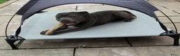 Staffordshire Bull Terrier dogs for sale: Tommy is 1year 7months - Advert 3