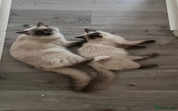 Ragdoll cats for sale: Milo & Mila my beloved cats  - Image 1