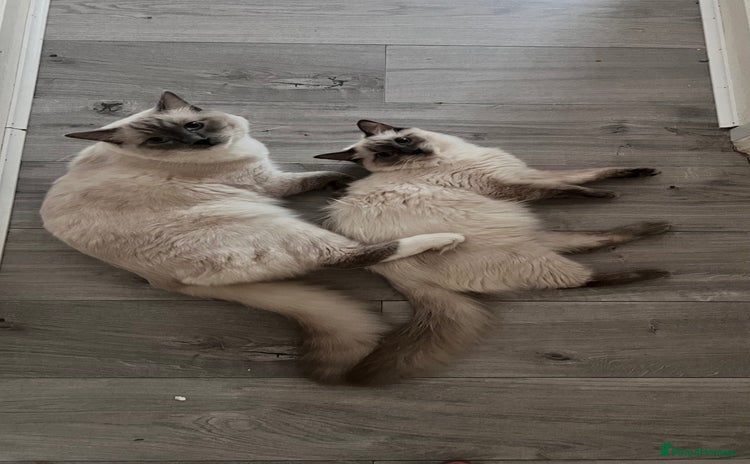 Ragdoll cats - Advert 1