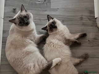 Ragdoll cats - Advert 35