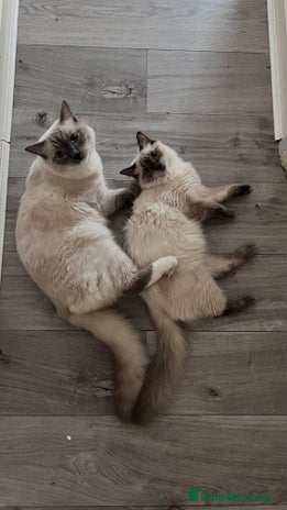 Ragdoll cats - Advert 13