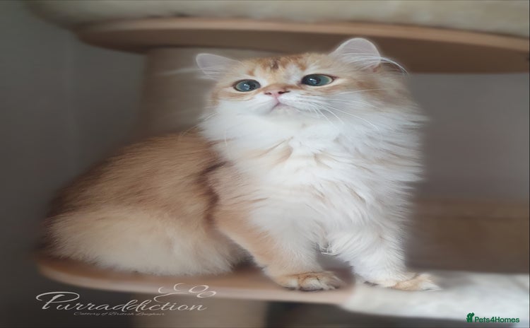 British Longhair cats - Advert 1