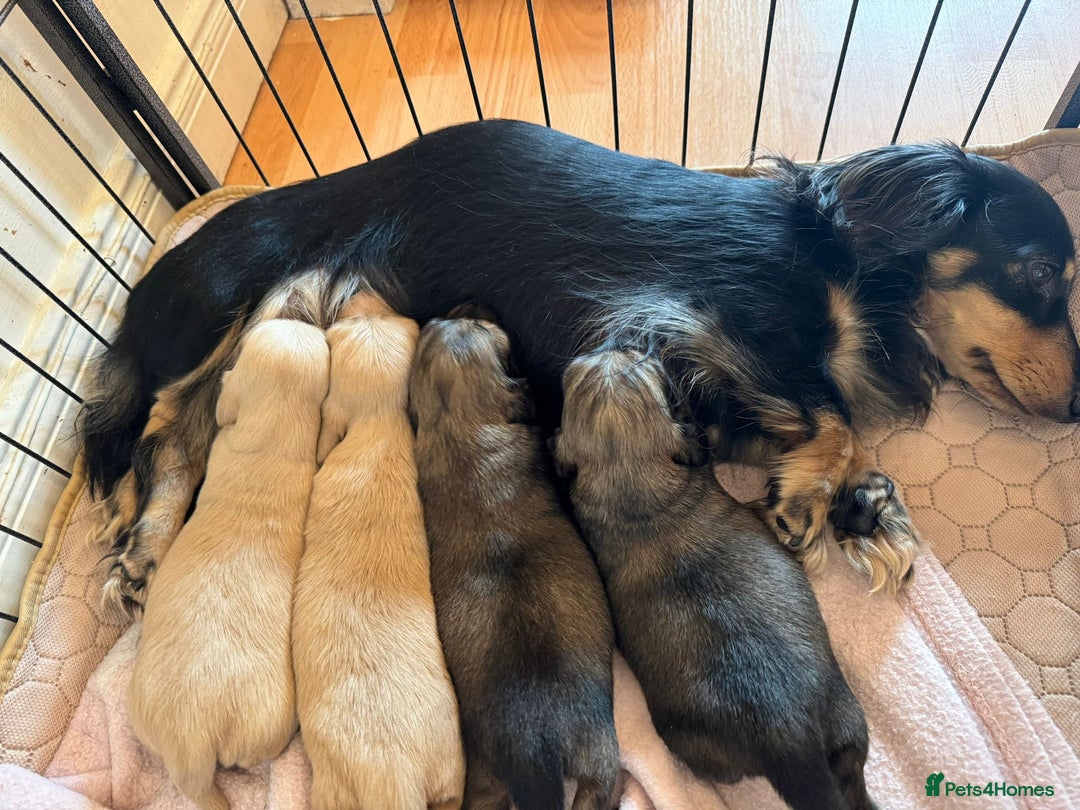 Miniature Dachshund dogs for stud: KC Reg• Cream Longhaired Stud• Fully Health Tested - Image 11