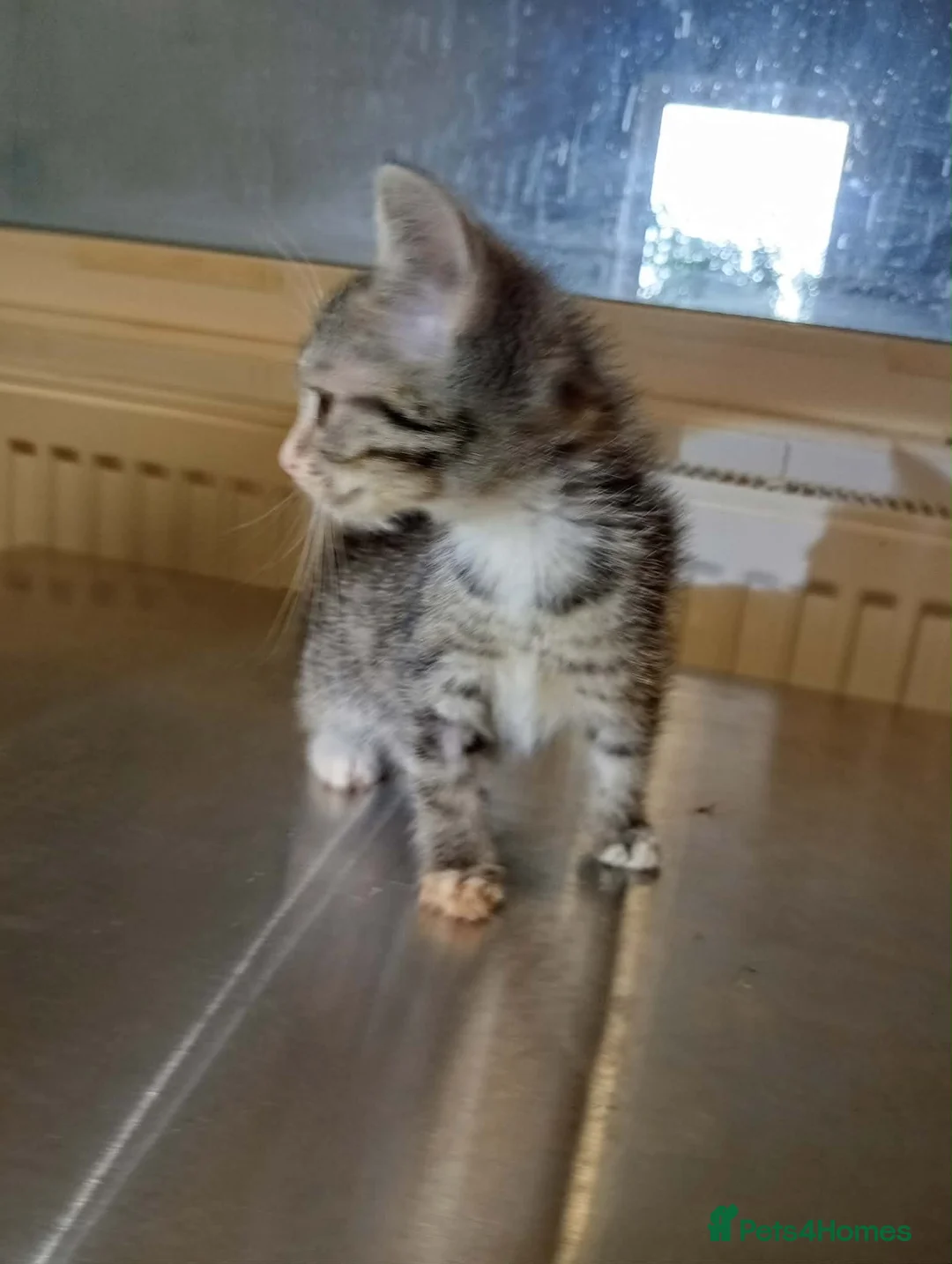 Mixed Breed cats for adoption: Muppet - Deva Romania.  - Advert 2