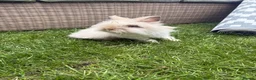 Lionhead rabbits for sale: Angora/lionhead rabbit  - Advert 2