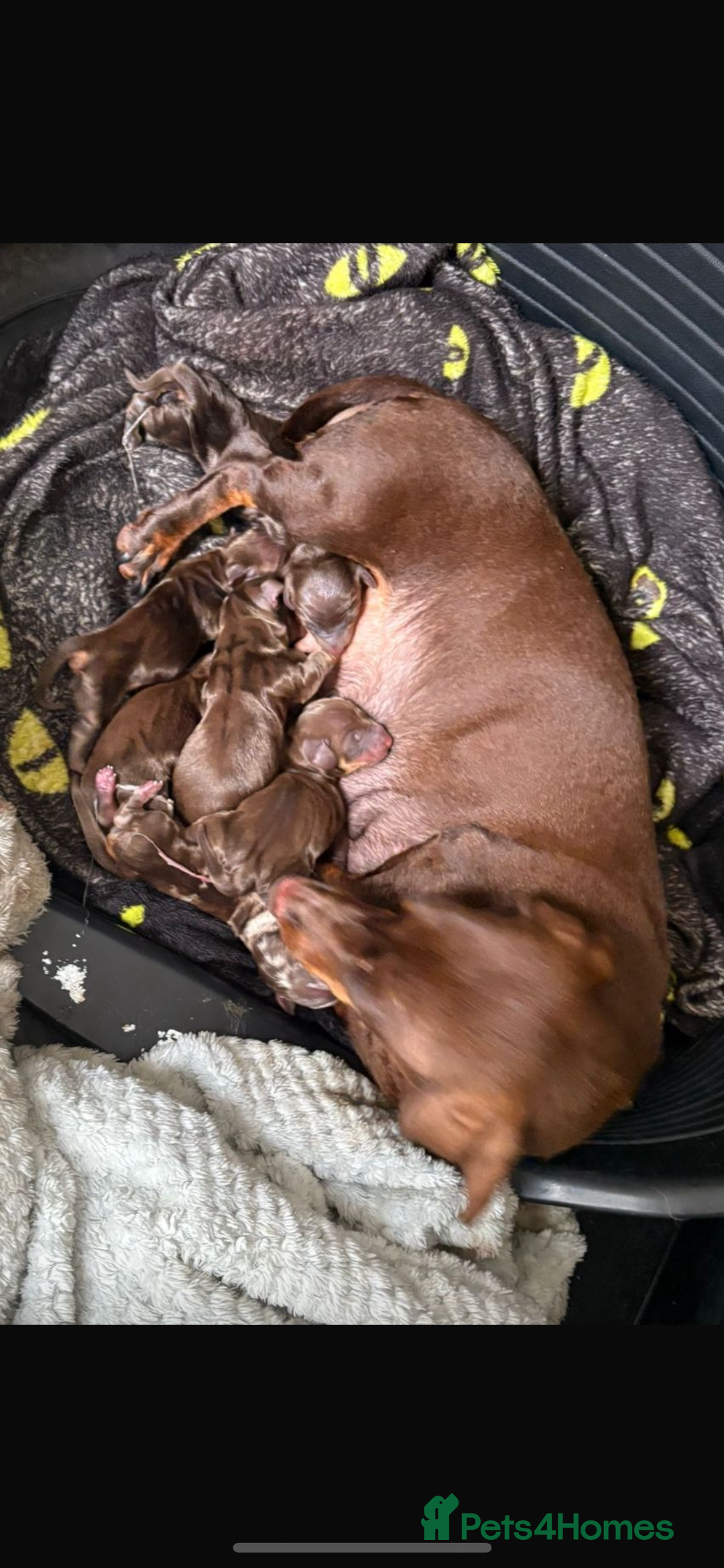 Dachshund dogs for sale: Beautiful miniature dachshunds ready now  - Image 6