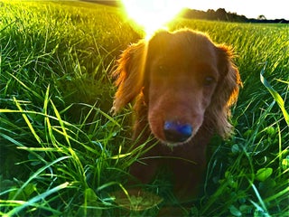 Cockapoo dogs - Advert 18