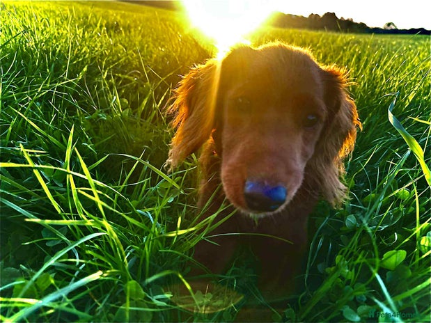 Cockapoo dogs - Advert 2