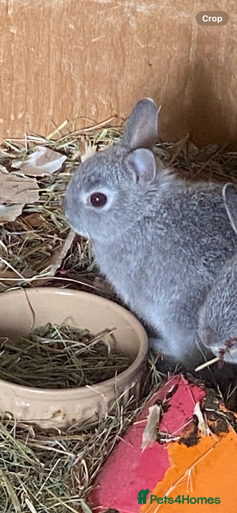 Netherland Dwarf rabbits Gorgeous Netherland Dwarf babies - Advert 19