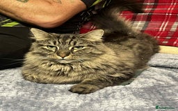 Bengal cats for sale: Bengal boy  - Image 3