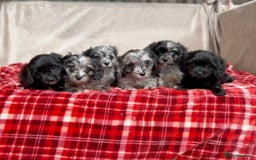 Cavapoo dogs for sale: STUNNING CAVAPOO PUPPIES READY NOW - Image 3