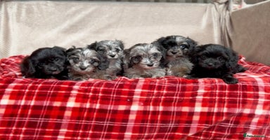 Cavapoo dogs - Advert 5