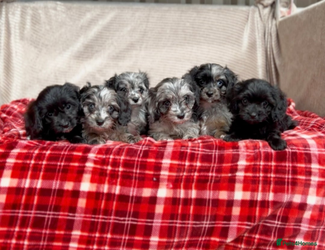 Cavapoo dogs for sale: STUNNING CAVAPOO PUPPIES READY NOW - Image 3