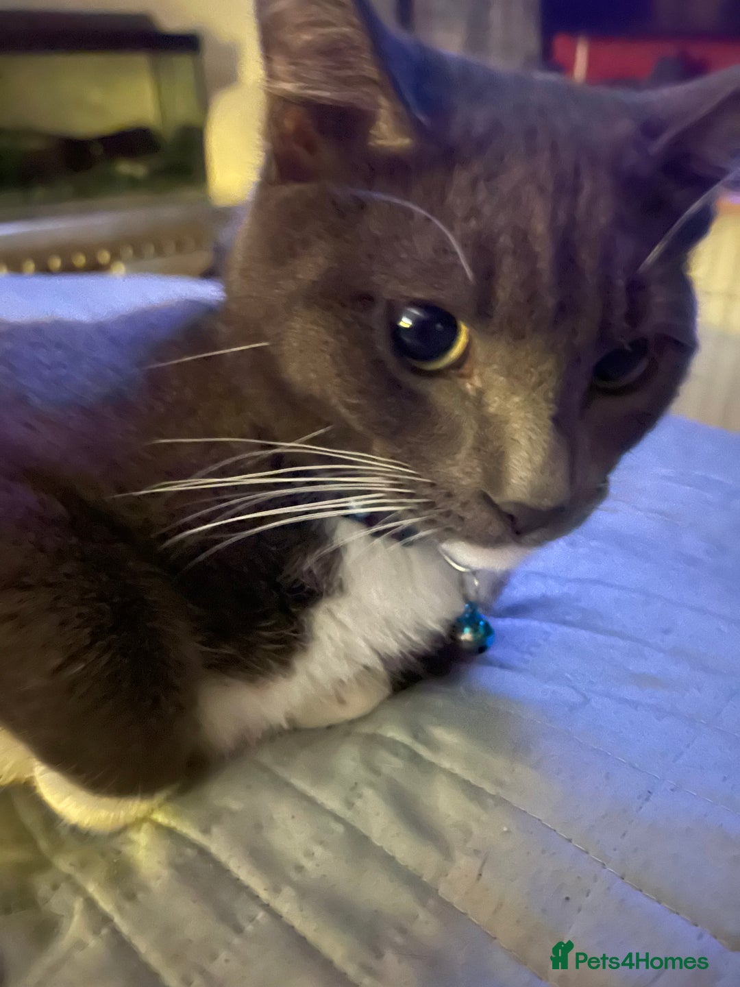 Domestic Shorthair cats for sale: Russian blue mix Domestic shorthair Kitten  - Advert 7