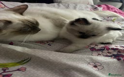 Ragdoll cats for sale: 🩵 Beautiful Ragdoll Kittens Ready at 12 Weeks! 🩵 - Image 36