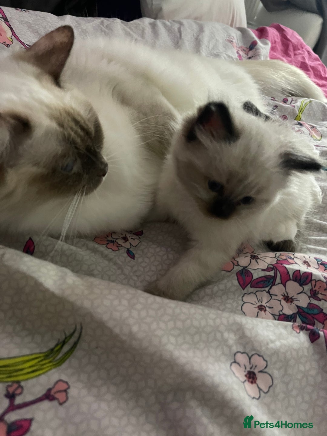 Ragdoll cats for sale: 🩵 Beautiful Ragdoll Kittens Ready at 12 Weeks! 🩵 - Image 36