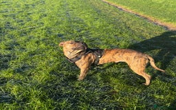 Mixed Breed dogs for sale: Beautiful loving dog in need of forever home - Advert 7