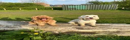 Cockapoo dogs for sale: Extensively Health Tested Parents! Beautiful! - Advert 30