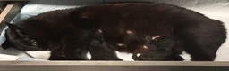 Mixed Breed cats for sale: 3 Gorgeous Little Troublemakers Looking for Homes - Advert 2