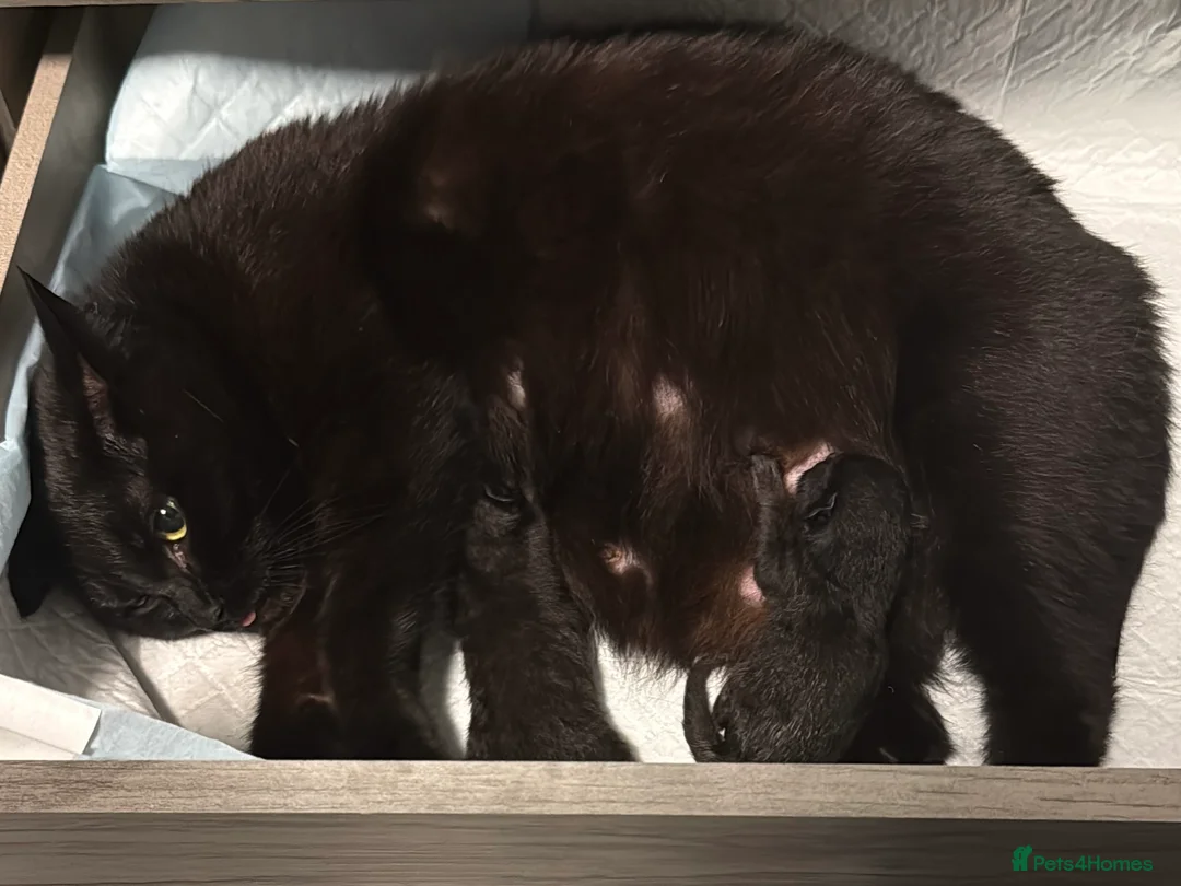Mixed Breed cats for sale: 3 Gorgeous Little Troublemakers Looking for Homes - Advert 2