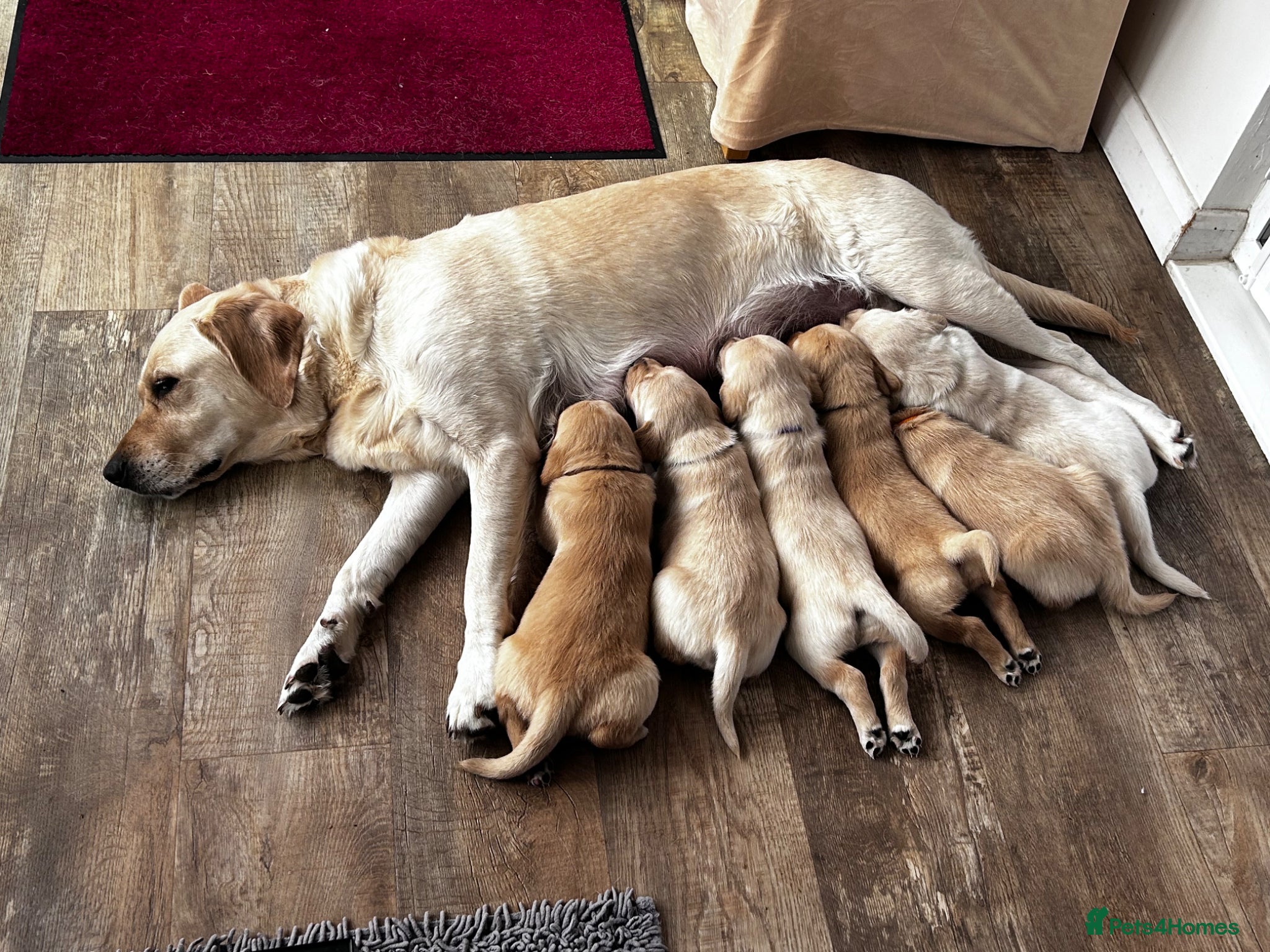 Goldador dogs Stunning Goldador puppies  - Advert 1