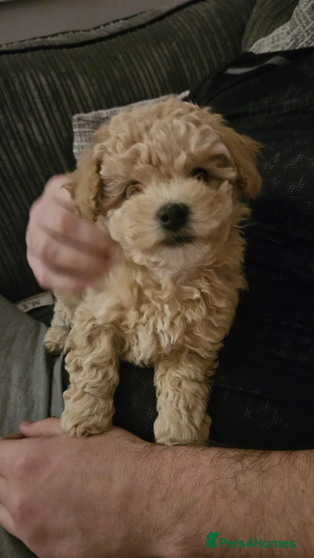 Maltipoo dogs for sale: Maltipoo  - Advert 2