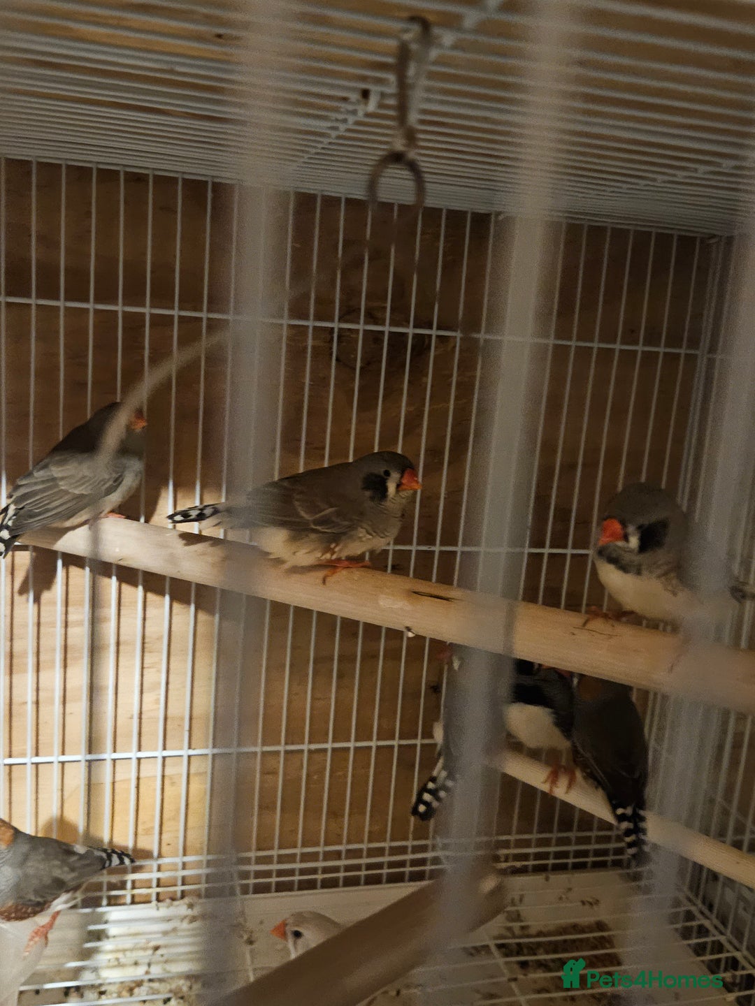 Finches birds for sale: Goldfinches, Bengalese finches & Zebra Finches - Advert 32