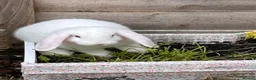 Mini Lop rabbits for sale: Mini Lop Boy – 11 Weeks Old - Advert 3