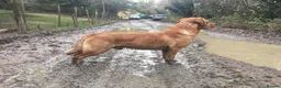 Labrador Retriever dogs for stud: Fully Health Tested Fox Red Labrador in Radstock - Advert 9