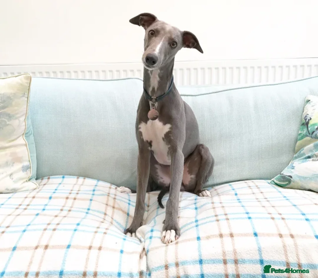 Whippet dogs for sale: KC Registered Small Whippet Puppies  - Advert 3