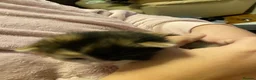 Mixed Breed cats for sale: Looking to become a member of your family in Dagenham - Advert 13