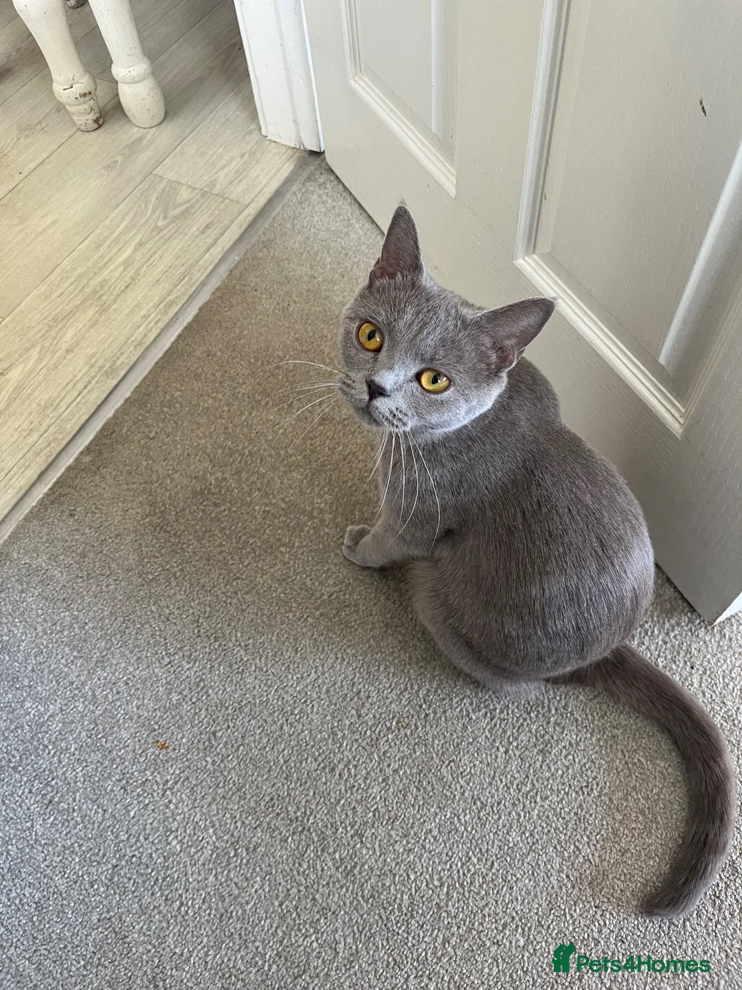 British Shorthair cats for sale: British shorthair female  - Advert 1