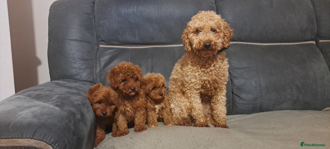 Toy Poodle dogs for sale: Toy poodle - Advert 1