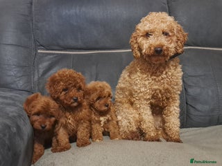 Toy Poodle dogs Toy poodle - Advert 10