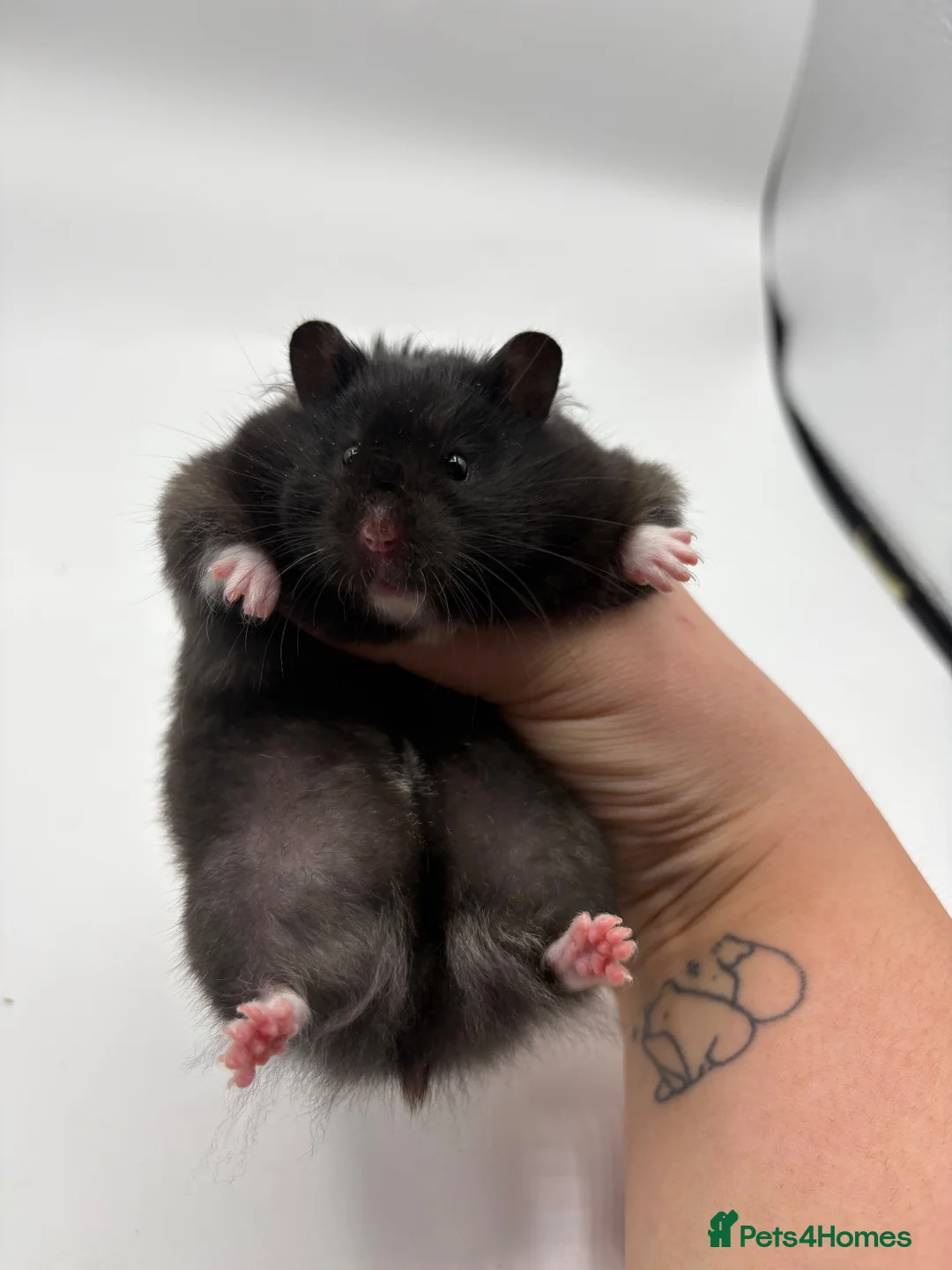 Hamster rodents for sale: Pedigree Syrian hamster pups  - Advert 1