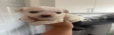 Mixed Breed Puppy 3