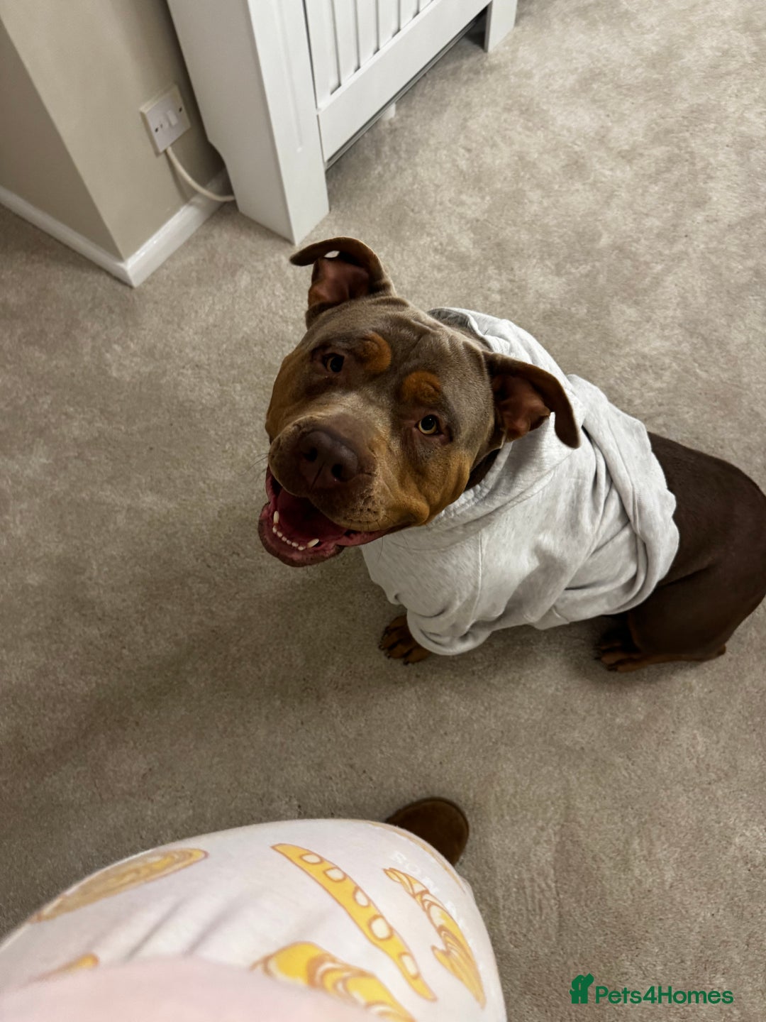 American Bully dogs for sale: Lilo the standard bully  - Advert 5