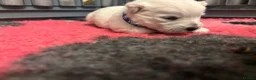 West Highland Terrier dogs for sale: KC gorgeous Westies puppies - Advert 3
